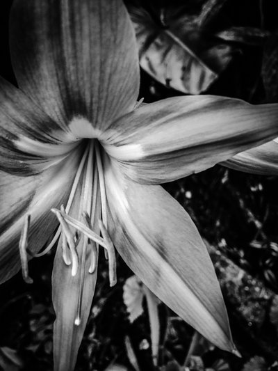 Flor nº 14, 2025 (foto) de Guilherme Pontes