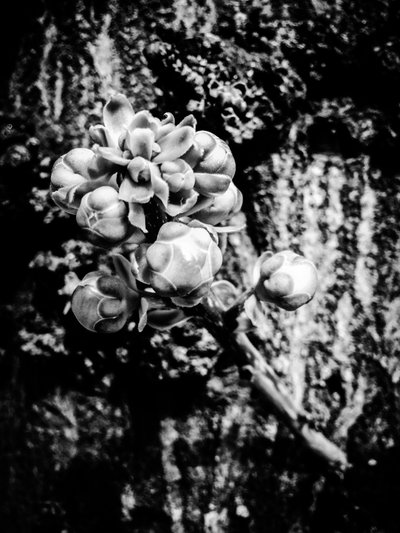 Flor nº 18, 2025 (foto) de Guilherme Pontes