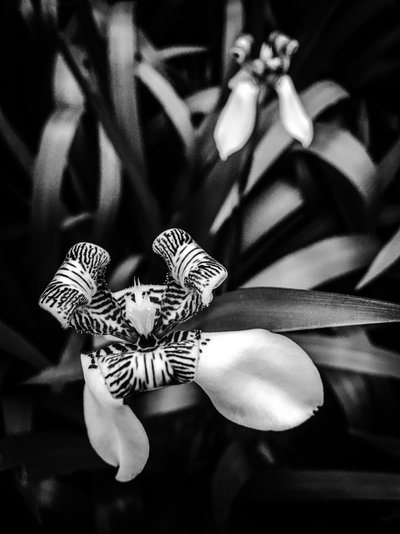 Flor nº 1, 2025 (foto) de Guilherme Pontes