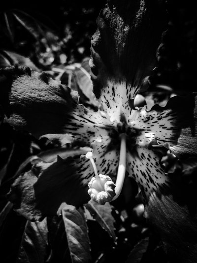 Flor nº 20, 2025 (foto) de Guilherme Pontes