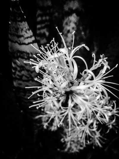 Flor nº 21, 2025 (foto) de Guilherme Pontes