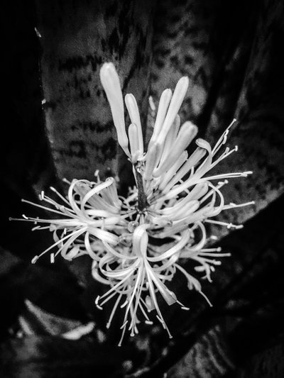 Flor nº 22, 2025 (foto) de Guilherme Pontes