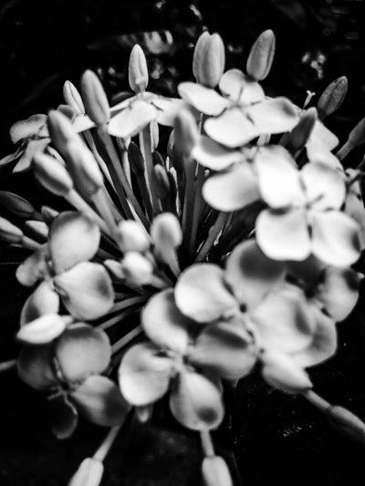 Flor nº 25, 2025 (foto) de Guilherme Pontes