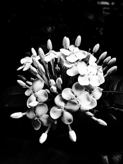 Flor nº 27, 2025 (foto) de Guilherme Pontes