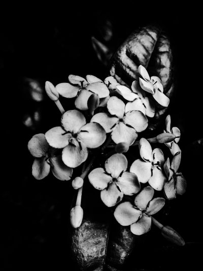 Flor nº 29, 2025 (foto) de Guilherme Pontes