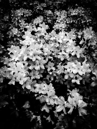 Flor nº 2, 2025 (foto) de Guilherme Pontes