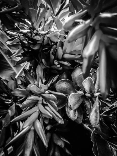 Flor nº 30, 2025 (foto) de Guilherme Pontes