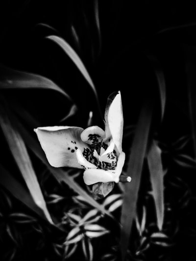 Flor nº 32, 2025 (foto) de Guilherme Pontes