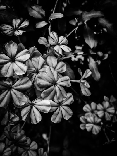 Flor nº 33, 2025 (foto) de Guilherme Pontes