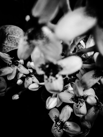 Flor nº 34, 2025 (foto) de Guilherme Pontes