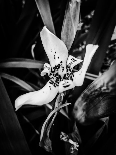 Flor nº 35, 2025 (foto) de Guilherme Pontes