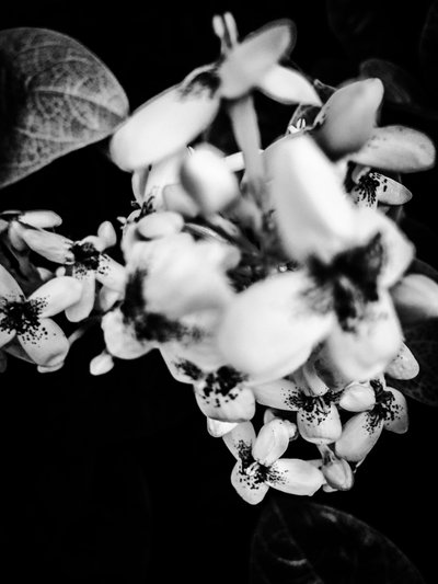 Flor nº 36, 2025 (foto) de Guilherme Pontes