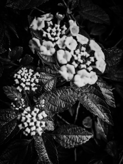 Flor nº 37, 2025 (foto) de Guilherme Pontes