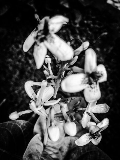 Flor nº 38, 2025 (foto) de Guilherme Pontes