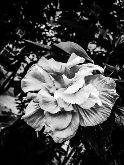 Flor nº 39, 2025 (foto) de Guilherme Pontes