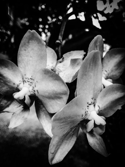 Flor nº 3, 2025 (foto) de Guilherme Pontes