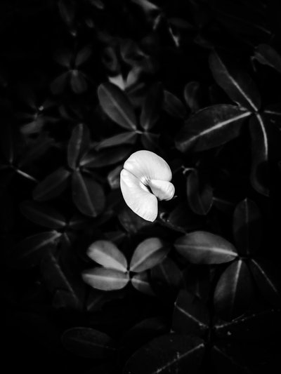 Flor nº 40, 2025 (foto) de Guilherme Pontes