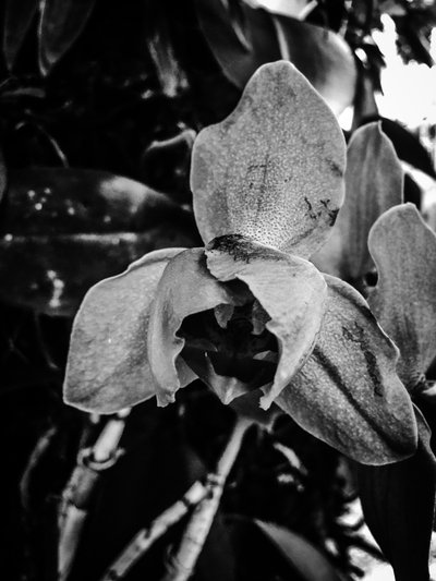Flor nº 44 (foto) de Guilherme Pontes