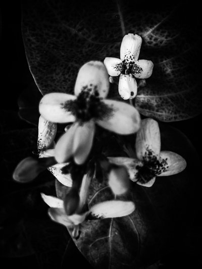 Flor nº 49 (foto) de Guilherme Pontes