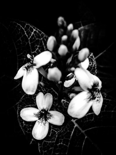 Flor nº 50 (foto) de Guilherme Pontes