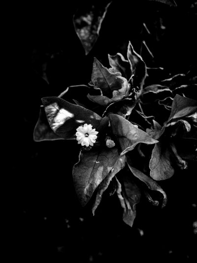 Flor nº 52 (foto) de Guilherme Pontes
