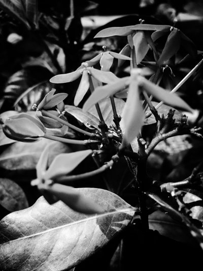 Flor nº 8, 2025 (foto) de Guilherme Pontes