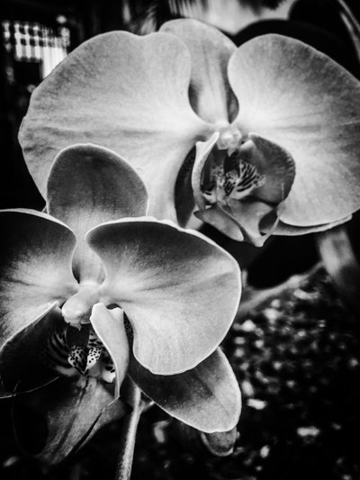 Flor nº 9, 2025 (foto) de Guilherme Pontes