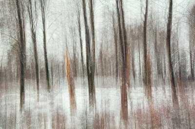 Resumo: Floresta de Inverno de Gustav Davidsson