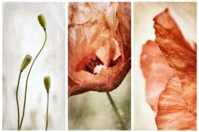 Tríptico «Poppy» em tons terrosos de Gustav Davidsson