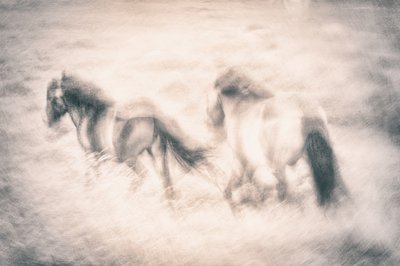O Sonho dos Cavalos a Galope de Gustav Davidsson