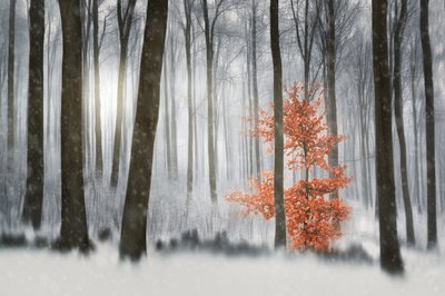 Floresta de Inverno da Laranjeira de Gustav Davidsson