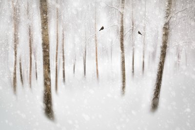Floresta Serena de Inverno de Gustav Davidsson