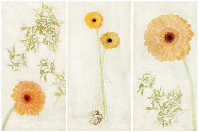 Tríptico Soft Gerbera de Gustav Davidsson
