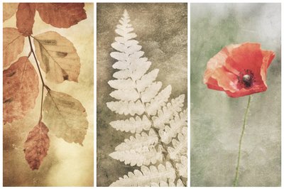 Trio Vintage Nature de Gustav Davidsson