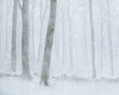 Floresta com neve no inverno de Gustav Davidsson