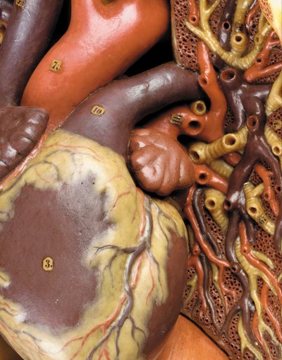Detalhe de um modelo de ecorcha anatômica masculina, exibindo músculos, artérias e veias, circulação e sistema nervoso de Gustav Zeiller