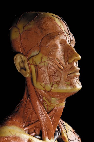 Detalhe de um modelo de ecorca anatômica masculina, exibindo músculos, artérias e veias, a circulação e o sistema nervoso (cera) (ver também 469823 a 469827) de Gustav Zeiller