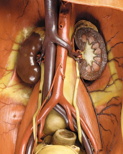 Detalhe de um modelo de ecorca anatômica masculina, exibindo músculos, artérias e veias, a circulação e o sistema nervoso (cera) (ver também 469822 a 469827) de Gustav Zeiller