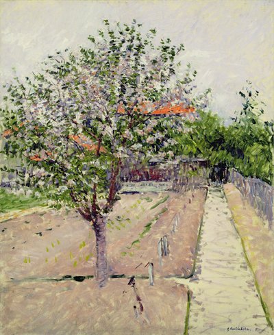 Macieira em flor, c.1885 de Gustave Caillebotte