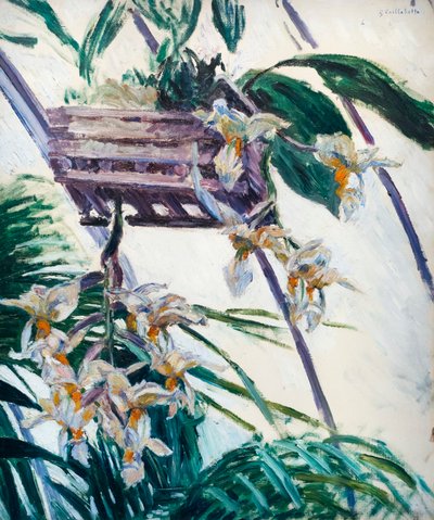 Orquídeas, c. 1893 (óleo sobre tela) de Gustave Caillebotte