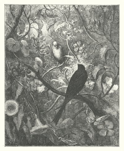 As Fábulas de La Fontaine: Philomel e Progne (gravura) de Gustave Dore