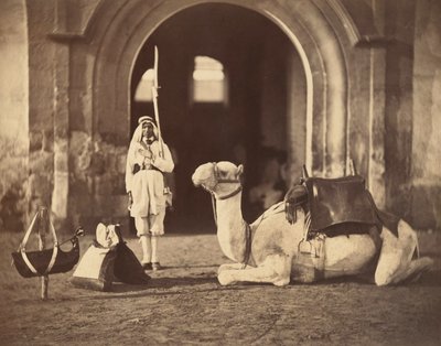 Camelo deitado, c.1866 (fotogravura) de Gustave Le Gray