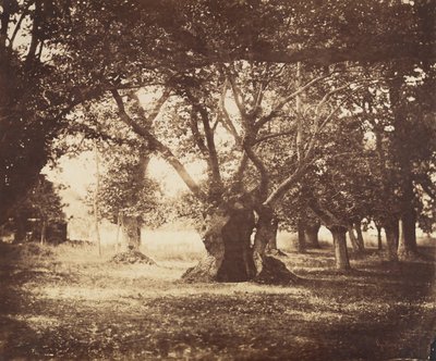Carvalho oco, Fontainebleau, 1855-57. de Gustave Le Gray