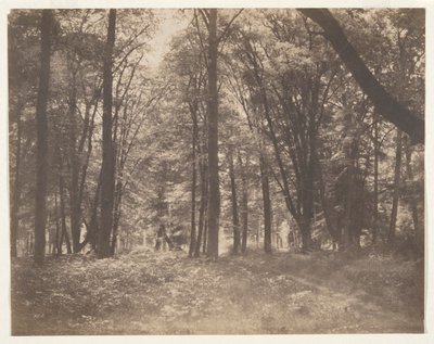 A Floresta em Fontainebleau de Gustave Le Gray