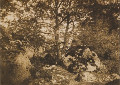 [Oak Tree and Rocks, Forest of Fontainebleau], 1849-52. de Gustave Le Gray