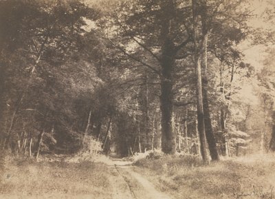 Caminho na floresta de Fontainbleau, 1849-1852. de Gustave Le Gray