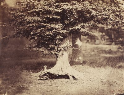 A faia de Gustave Le Gray