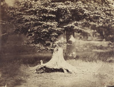 A Faia, c.1855-7 (foto a p/b) de Gustave Le Gray