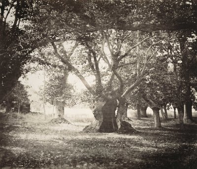 Árvore, Floresta de Fontainebleau de Gustave Le Gray