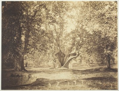 Árvore, Floresta de Fontainebleau, c. 1856. de Gustave Le Gray